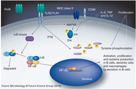 porb|The TLR2 Binding Neisserial Porin PorB Enhances Antigen.